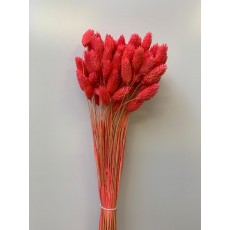 Preserved Phalaris - Dark Pink