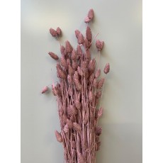 PRESERVED PHALARIS - DUSTY PINK
