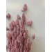PRESERVED PHALARIS - DUSTY PINK
