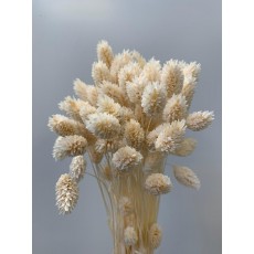 Preserved Phalaris - Bleached