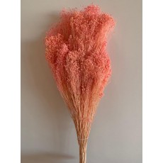 PRESERVED BROOM BLOOM - PINK