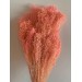 PRESERVED BROOM BLOOM - PINK