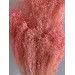 PRESERVED BROOM BLOOM - PINK