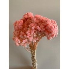 Preserved Helicrysum Italicum - Light Pink