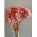 Preserved Helicrysum Italicum - Light Pink