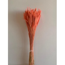 Preserved Phleum - Light Pink