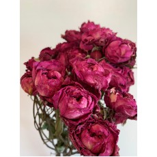 Dried Spray Roses - Cerise