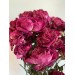 Dried Spray Roses - Cerise