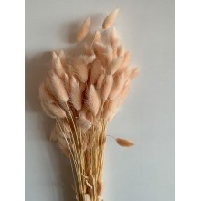 Dried Lagurus - Natural Pink 