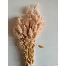 Dried Lagurus - Natural Pink 