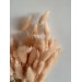 Dried Lagurus - Soft Pink 