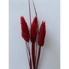 PRESERVED PHALARIS - RED
