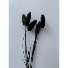 Preserved Phalaris - Black