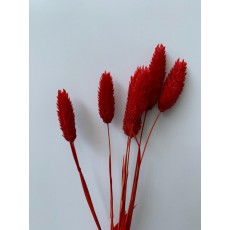 PRESERVED PHALARIS - DEEP RED