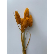PRESERVED PHALARIS - YELLOW