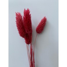 PRESERVED PHALARIS - CERISE PINK