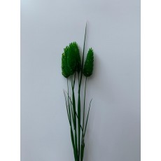Preserved Phalaris - Shamrock Green 