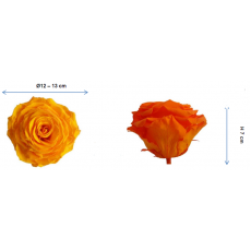 Preserved Standard Rose Head - OPH