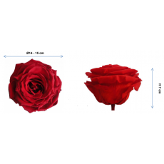 Preserved Standard Rose Head  - LGD