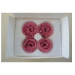 Preserved English Rose Head - KTE
