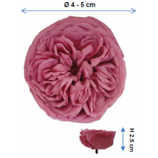 Preserved English Rose Head - KTE
