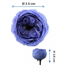 Preserved English Rose Head - Daa