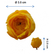 Preserved English Rose Head - JNA 