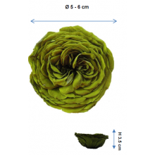 PRESERVED ENGLISH ROSE HEAD - PCS