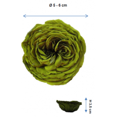 PRESERVED ENGLISH ROSE HEAD - PCS