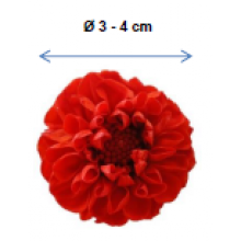PRESERVED DHALIA SNOWFLAKE FLOWER HEAD