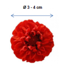 PRESERVED DHALIA SNOWFLAKE FLOWER HEAD