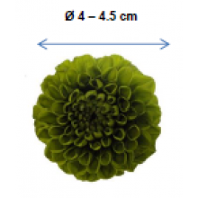 PRESERVED DHALIA GREEN FLOWER HEAD