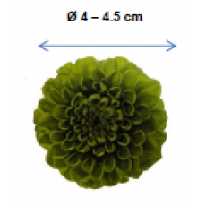 PRESERVED DHALIA GREEN FLOWER HEAD
