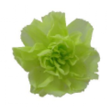Preserved Baby Carnation Flower Head