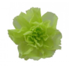 Preserved Baby Carnation Flower Head