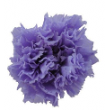 Preserved Carnation Standard Flower Head 