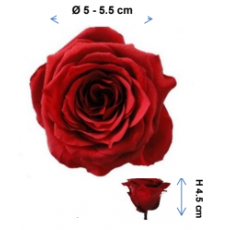 Preserved Standard Rose Head - STD