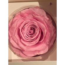 PRESERVED ANN SOPHIE ROSE HEAD - SOFT PINK