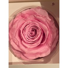 PRESERVED ANN SOPHIE ROSE HEAD - SOFT PINK