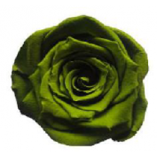 Preserved Ann Sophie Rose Head - Olive Green
