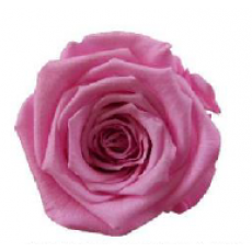 PRESERVED ANN SOPHIE ROSE HEAD - PINK