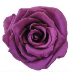 PRESERVED ANN SOPHIE ROSE HEAD - Plum