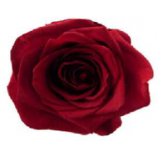 PRESERVED ANN SOPHIE ROSE HEAD - RASPBERRY