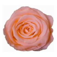 Preserved Ann Sophie Rose Head - Tropical Peach 