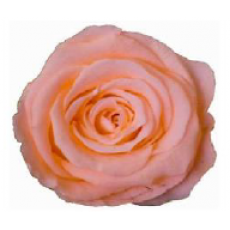 Preserved Ann Sophie Rose Head - Tropical Peach 
