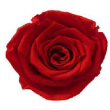 Preserved Ann Sophie Rose Head - Verona Red 