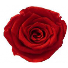 Preserved Ann Sophie Rose Head - Verona Red 