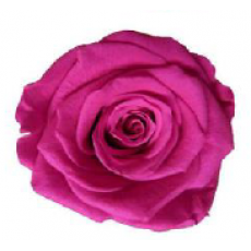 PRESERVED ANN SOPHIE ROSE HEAD - SHOCKING PINK