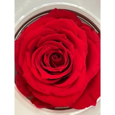 PRESERVED ANN SOPHIE ROSE HEAD - RED