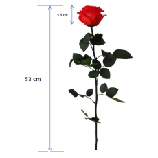 PRESERVED ROSE ON STEM - ANN SOPHIE